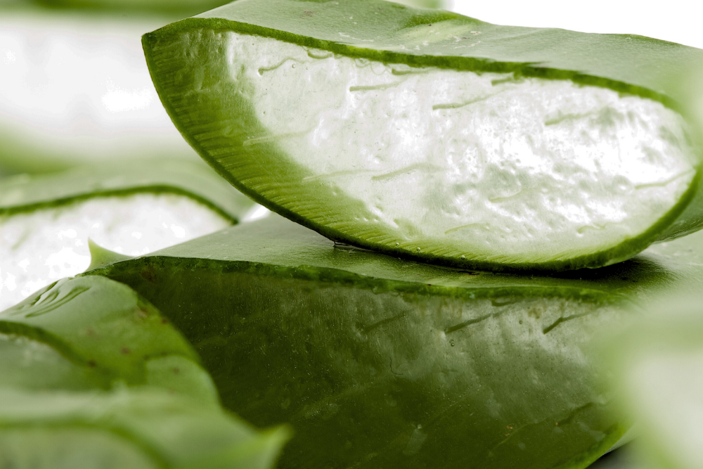 Aloe Vera: Ein wahrer Evergreen fr die Haut